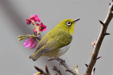 綠繡眼 風水|【綠繡眼飛來家裡】綠繡眼飛來家裡！野鳥報喜，預示著好運臨。